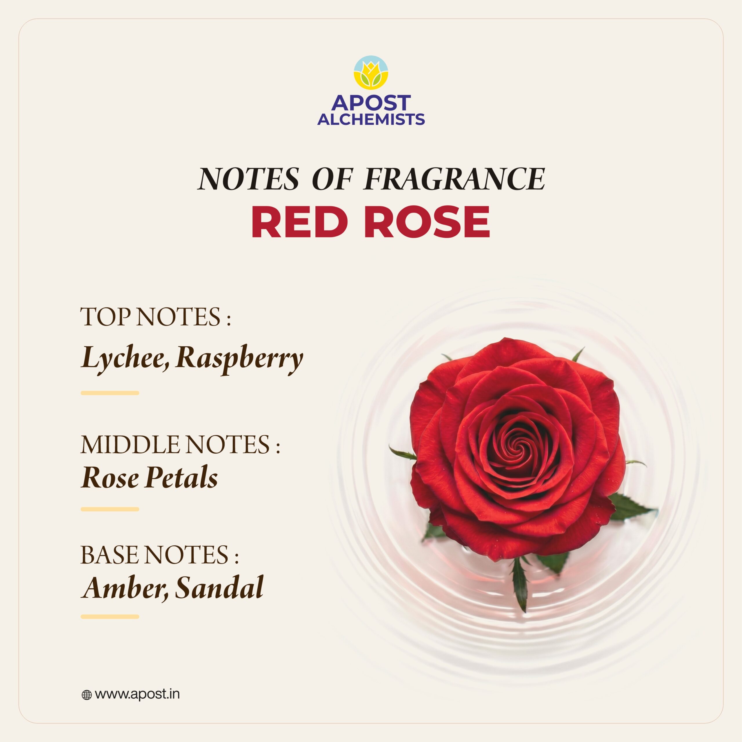 Red Rose